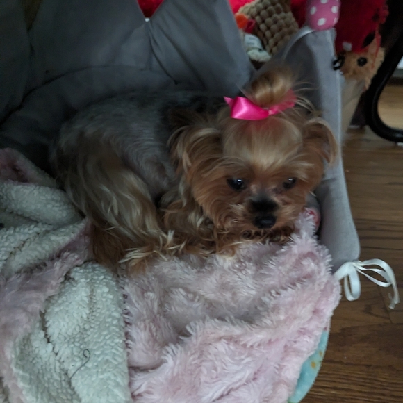 Handmade Thick SnuggleTote for small pets - Picture 8 of 9